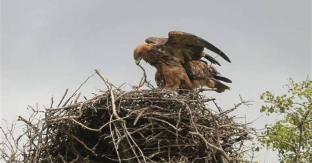 Tawny Kitesn: the Majestic Bird of Prey