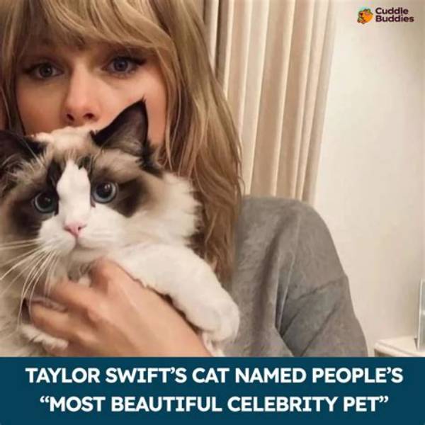 Taylor Swift's Beloved Feline Companions: a Guide to Her Purrfect Pets