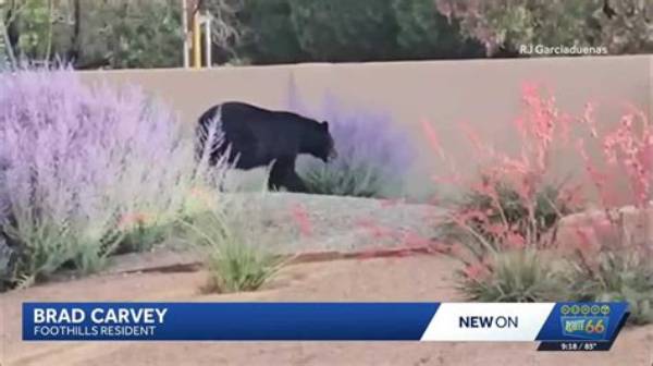 The Heights of Fame: Discovering the Bear Actor's Stature