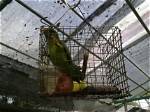 The Horrific Cruelty of Bird Abuse: a Call to Action