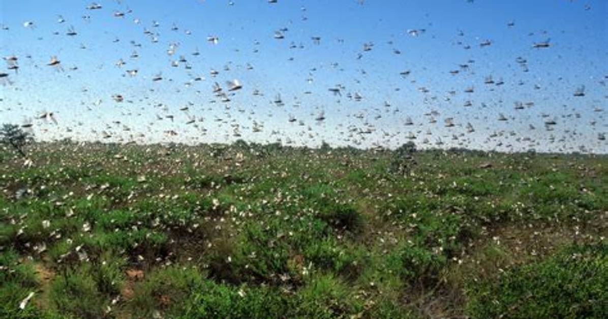 The Impending Cicada Apocalypse: a Swarm of Billions Approaches