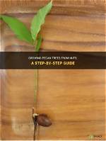 The Ultimate Guide to Growing Pecan Nuts: from Seed to Harvest