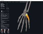 The Ultimate Guide to the Abductor Digiti Minimi Muscle: Function, Anatomy, and More