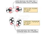 The Ultimate Guide to Understanding Hydrogen Bonds in Dna