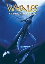 The Unforgettable Journey of Theaishahofey