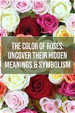 Uncover Hidden Meaning Behind the Rose in Lyrics
