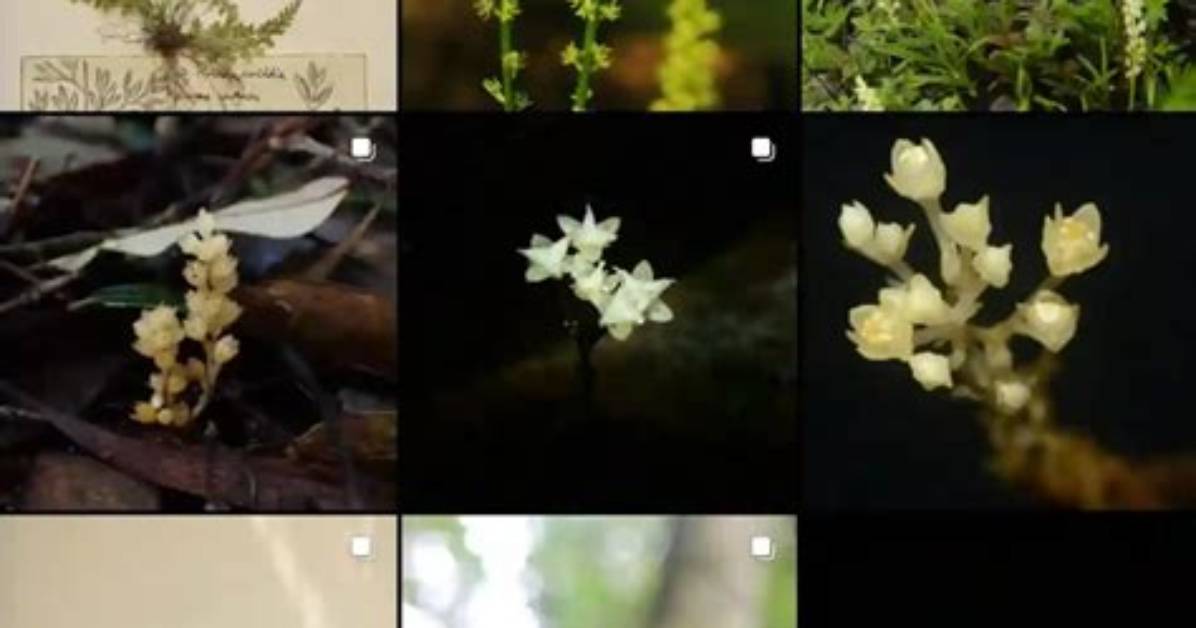 Uncover the Divine Botany: Plant Genera Inspired by Greek Goddesses