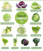 Uncover the Key Differences Between Green Cabbage and Purple Cabbage
