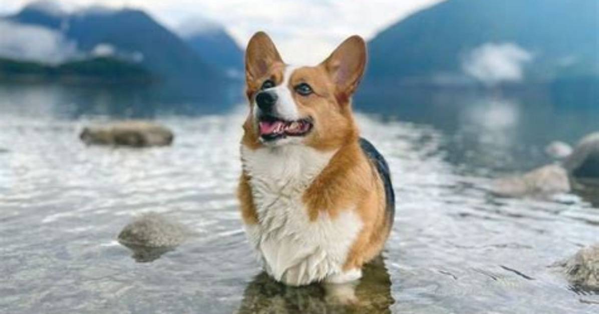 Undeniably Adorable Corgidoodles: the Perfect Companion