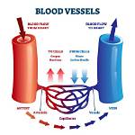 Understanding the Vessels That Carry Blood Away from the Heart