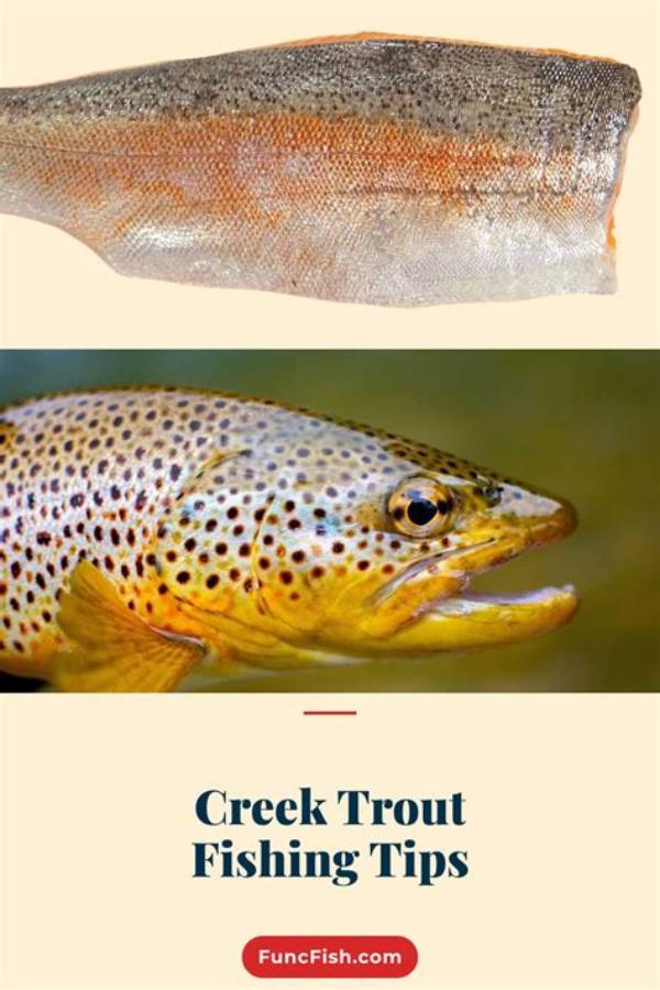 Understanding Trout Age: What Every Angler Should Know