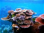 Unlock the Secrets of Coral Reefs with Gabriella Salick, Marine Conservation Pioneer
