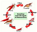 Unraveling the Egg-Carrying Duration of Neocaridina Shrimp