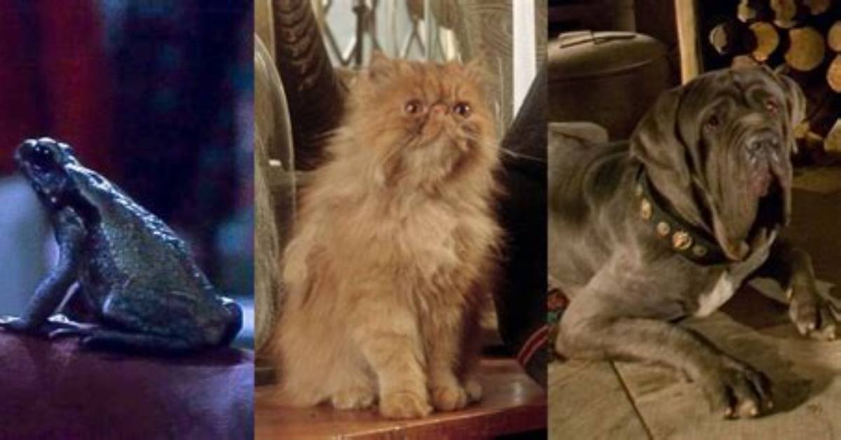 Unraveling the Mystery of Daniel Harry Potter Age