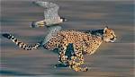Unraveling the Secrets of the Fastest Animals in the World