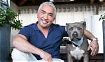 Unveiling Cesar Millan's Net Worth: Secrets and Strategies Revealed