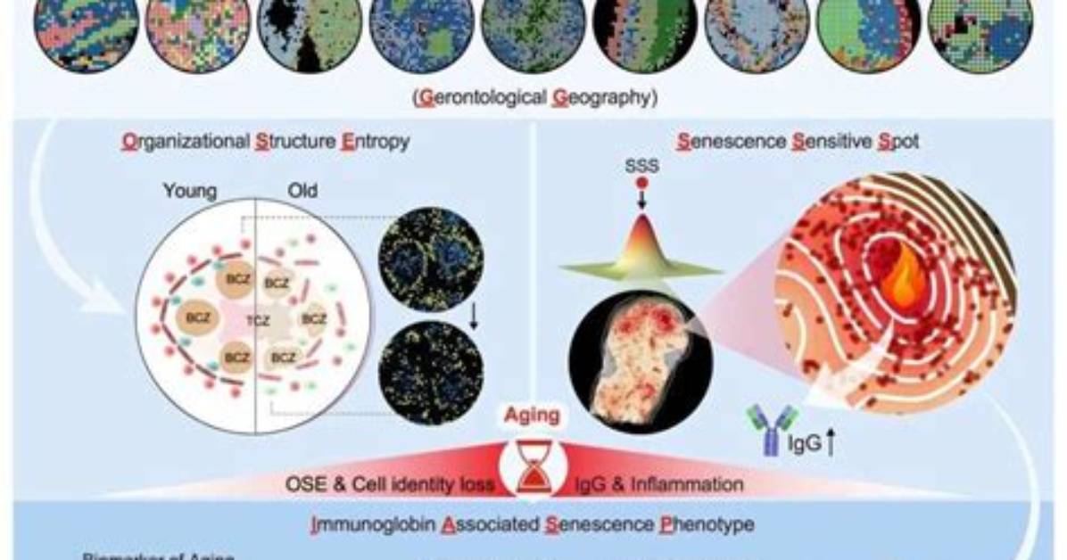 Unveiling the Dimensions of Aging