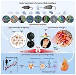 Unveiling the Dimensions of Aging