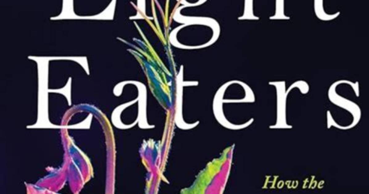 Unveiling the Enchanting World of Alyse Higashioka: Discoveries and Artistic Insights