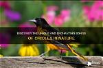 Unveiling the Enchanting World of Orioles: Discoveries and Insights