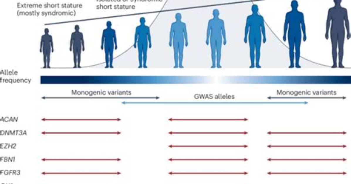 Unveiling the Genetics of Height