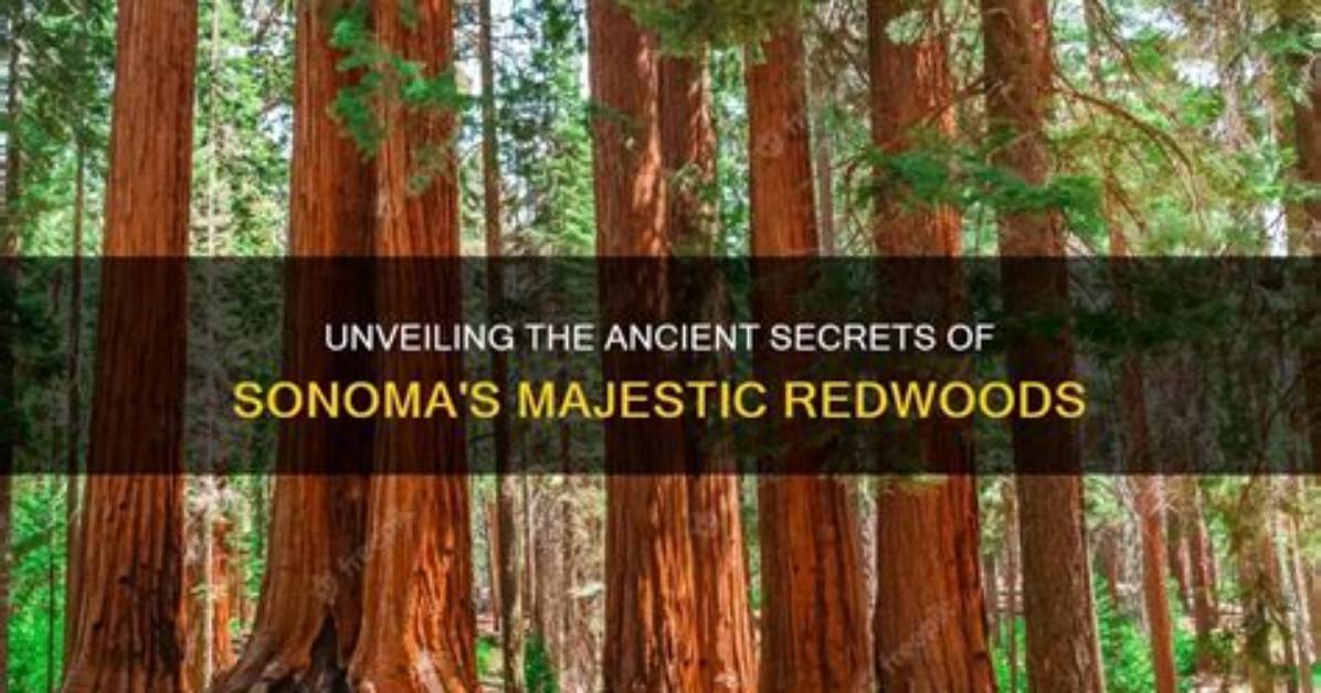 Unveiling the Secrets of Ancient Trees: Discoveries from Tree-Ring Dating