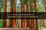 Unveiling the Secrets of Ancient Trees: Discoveries from Tree-Ring Dating