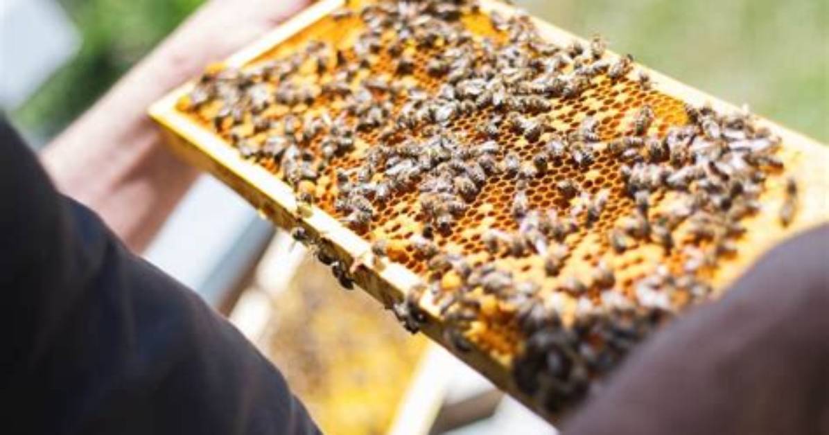 Unveiling the Secrets of Queen Bee 281: a Journey of Discovery