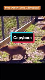 Watch Capybaras Live: Your Ultimate Capybara Cam Experience