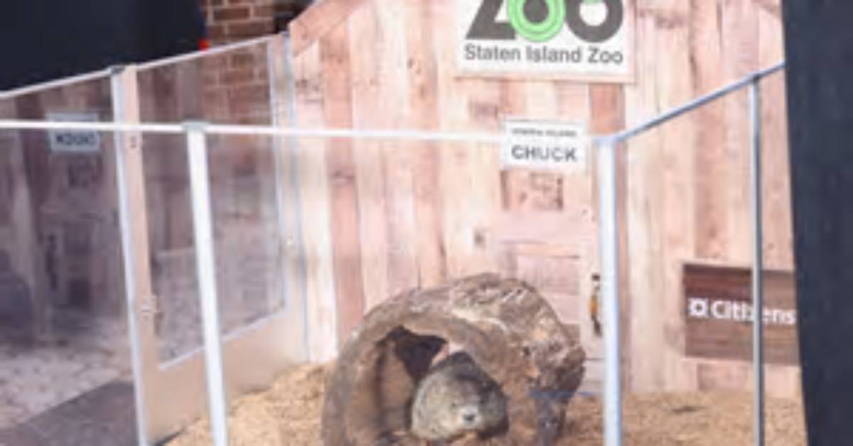 What Is Staten Island Chuck’s Accuracy? Groundhog Predicts Early Spring, Contradicting Punxsutawney Phil
