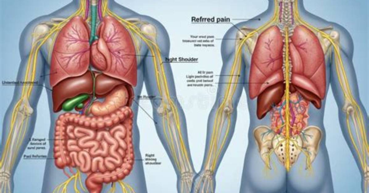 What Organs Are on the Left Side Lower Back?