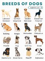 What Type of Dog Is Tank on ‘Fbi: International’?