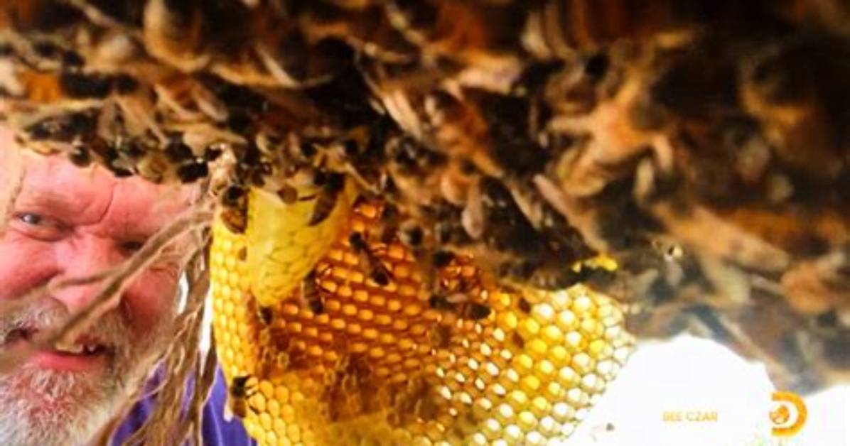Who Is Bee Czar Wife? Beekeeper Walter Schumacher Behind the Discovery Star Located in Central Texas