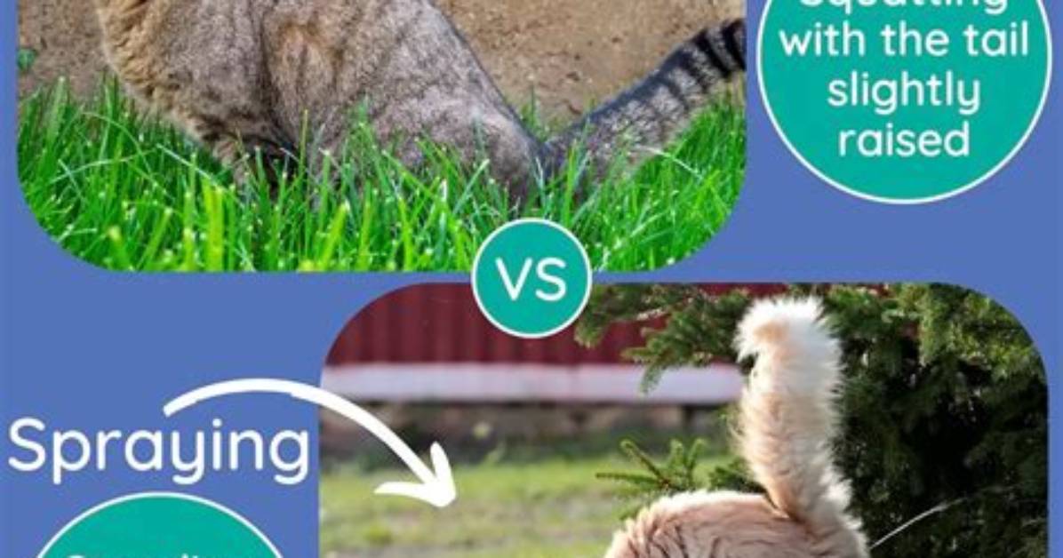 Why Is My Male Cat Peeing in the Female Cat's Litter Box?