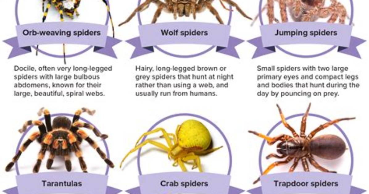 Why Spiders Find You Irresistible