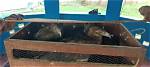 Wildlife Trafficking Continues Across Indo-B’desh Border, Bsf Intercepts Parcel with Four Golden Eagles
